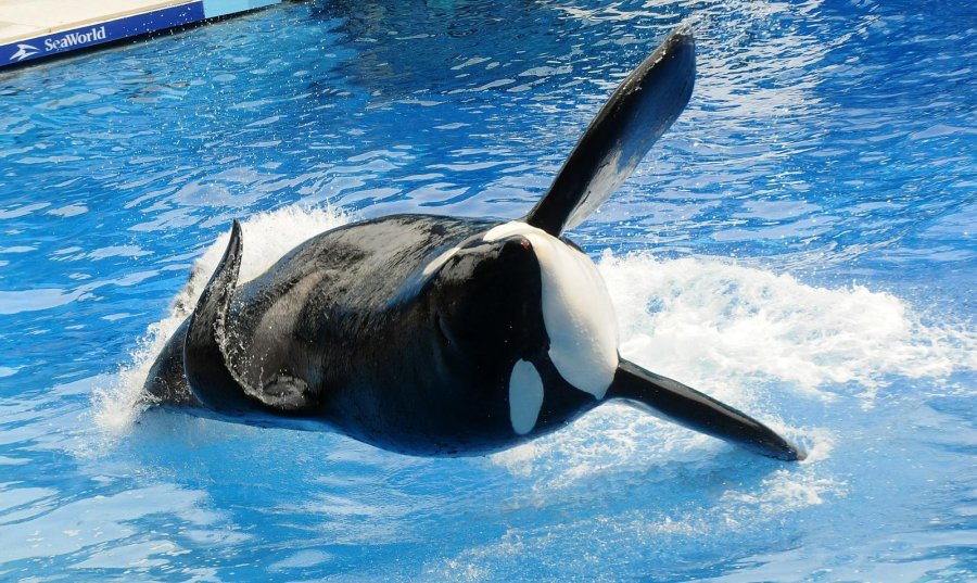 FOTO NA TILIKUM./ Inspir&oacute; documental "Blackfish".