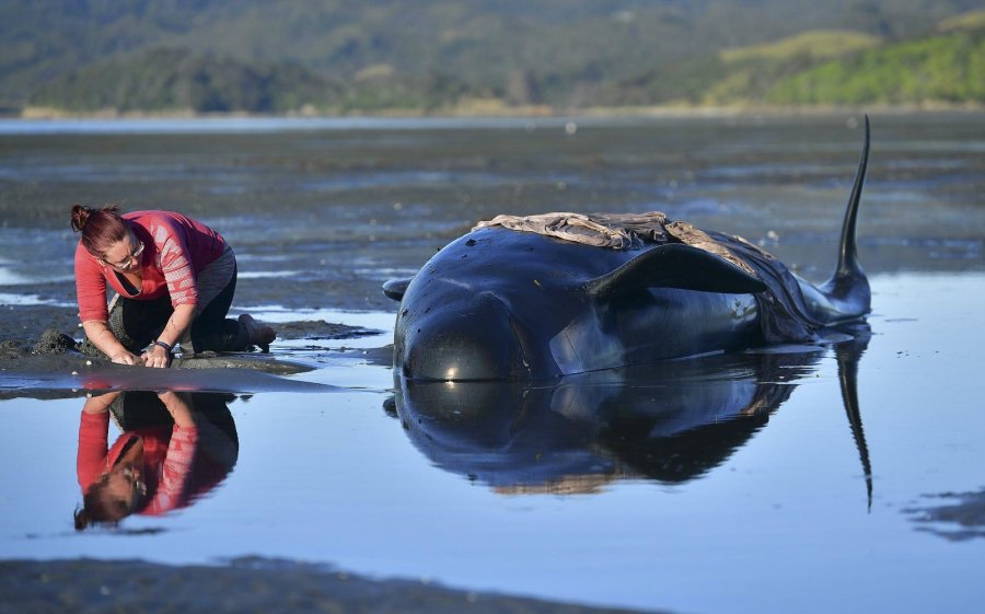 FOTO AFP-NA BALLENA./ Ayudada por voluntaria.