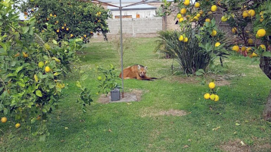 FOTO SCS RESCATE. El animal ser&aacute; devuelto a su h&aacute;bitat natural en un mes.