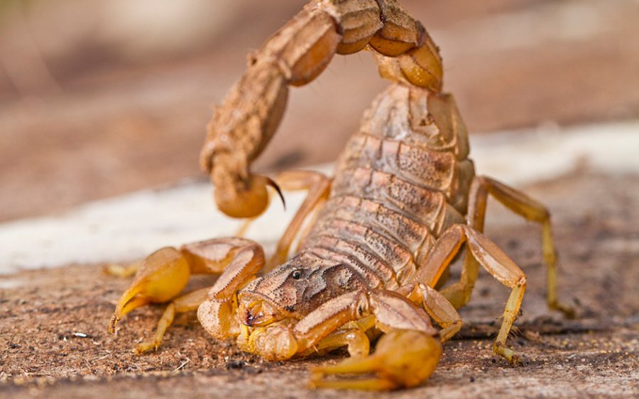 ALACRANES. Un riesgo latente. FOTO ARCHIVO