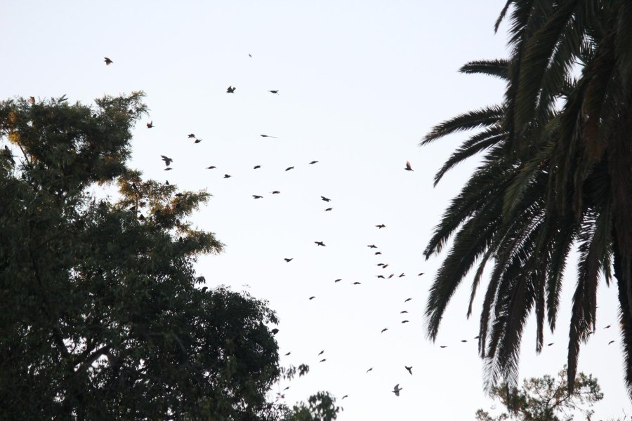 GOLONDRINAS. Enormes bandadas sobrevuelan sobre la ciudad. FOTO J. BARRERA