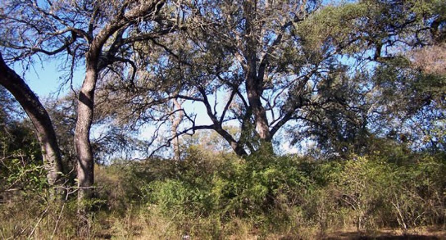 FOTO SINMORDAZA BOSQUES NATIVOS./ Es para la realizaci&oacute;n de planes de aprovechamiento sostenible.