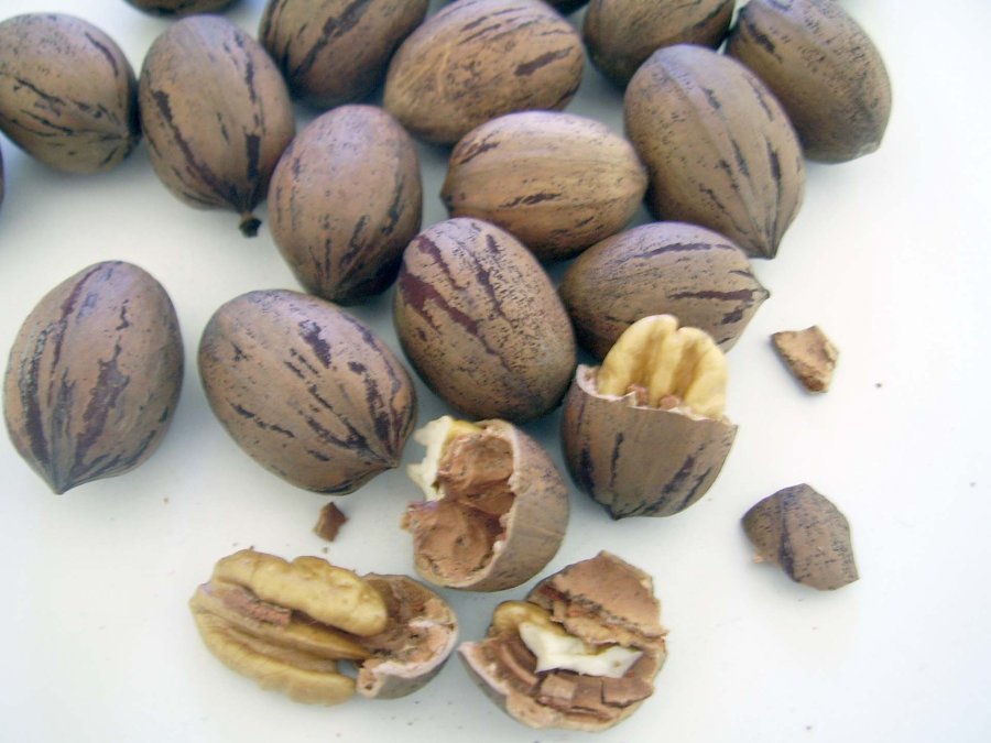 FOTO ARCHIVO NUEZ PECAN. Hoy se producen 800 toneladas anuales.