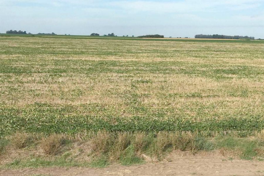 FOTO LA NACION SEQUIA./ Afecta a la principal regi&oacute;n agr&iacute;cola del pa&iacute;s.