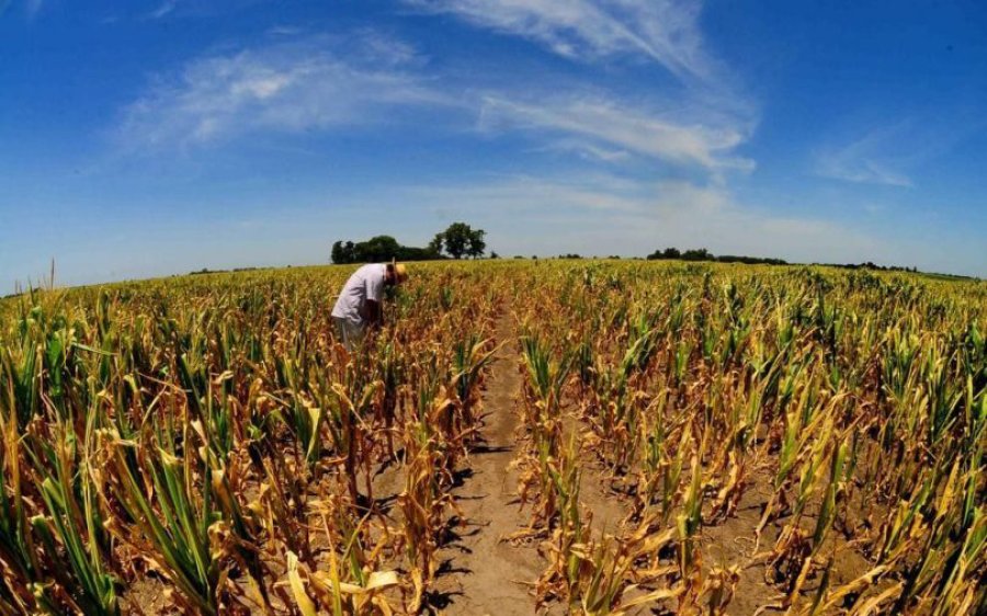 FOTO ARCHIVO SEQUIA./ Empiezan a estimar las p&eacute;rdidas en el campo.