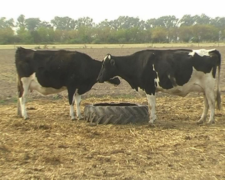 FOTO INTA RODEO./ C&oacute;mo preparar pasturas ante la sequ&iacute;a.