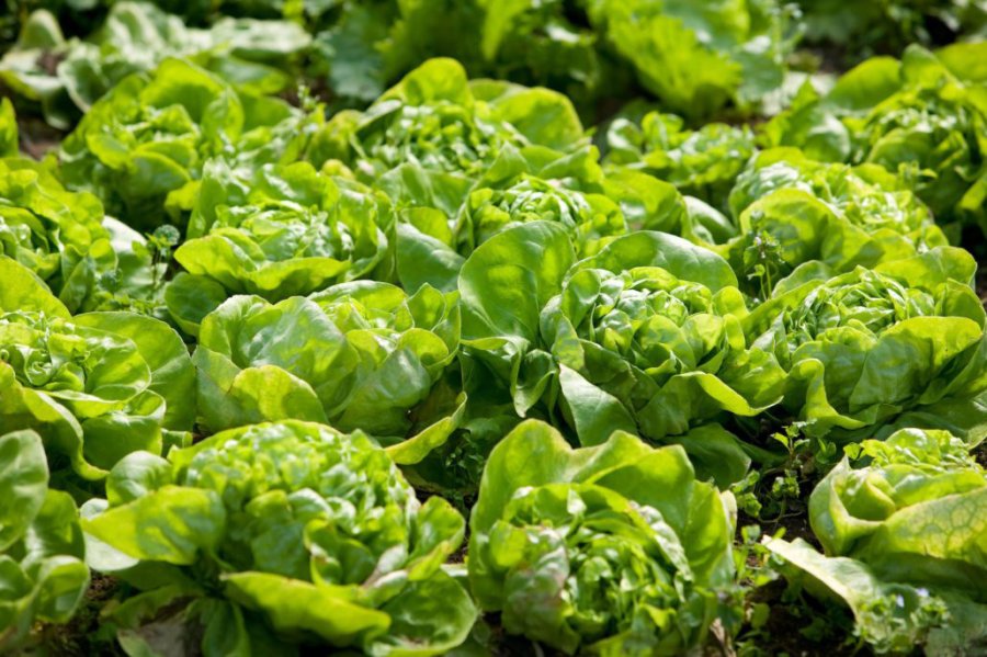 FOTO ES.123.RF.COM LECHUGA./ Ideal para sembrar en los meses de oto&ntilde;o.