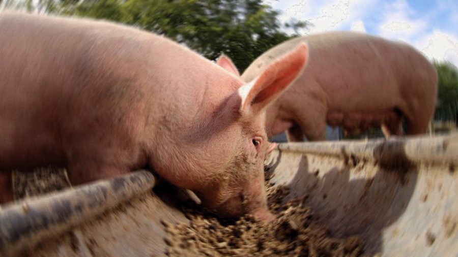 FOTO SLT-FAUBA CERDOS./ Como todos los animales, sufren estr&eacute;s cal&oacute;rico en el verano.