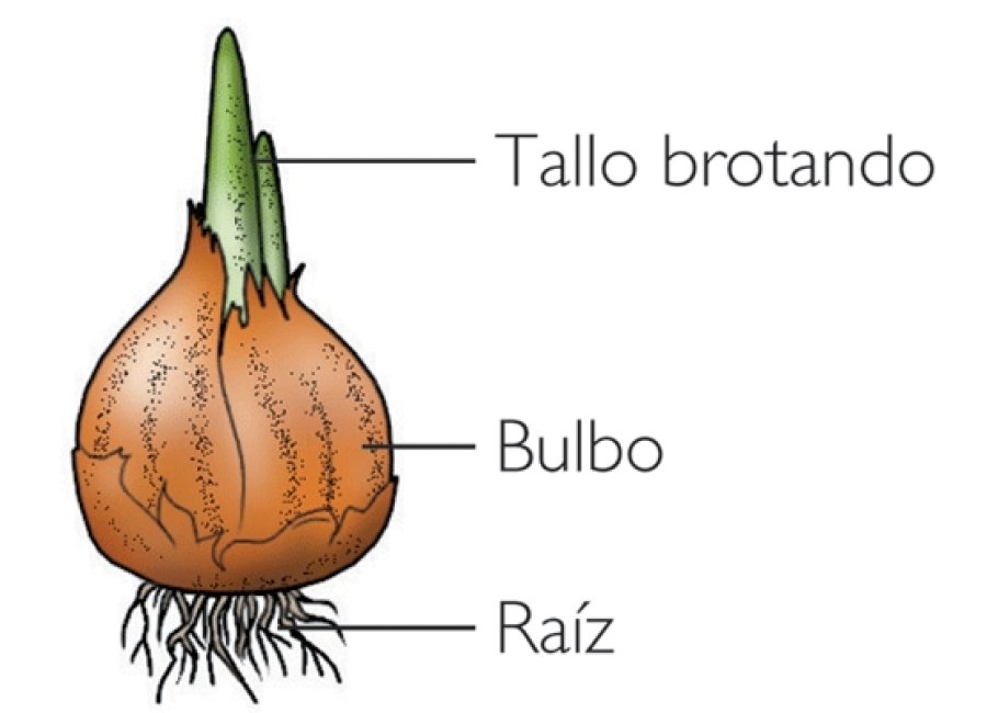 FOTO DICIONARIOBIOLOGIA BULBO./ Es &oacute;rgano de reserva subterr&aacute;nea.