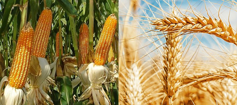FOTO INFOCAMPO MAIZ Y TRIGO./ El pat&oacute;geno provoca estr&iacute;as, esterilidad y otras complicaciones en los cereales.