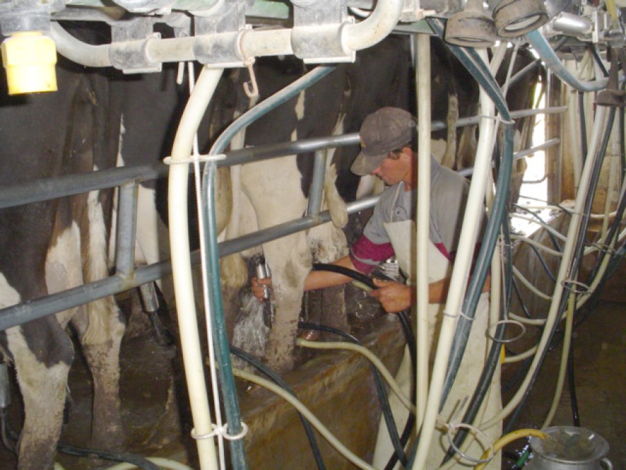 FOTO INTA RAFAELA LECHERIA PAMPEANA./ Un informe realizado en las provincias de Santa Fe, C&oacute;rdoba, Buenos Aires y Entre R&iacute;os.