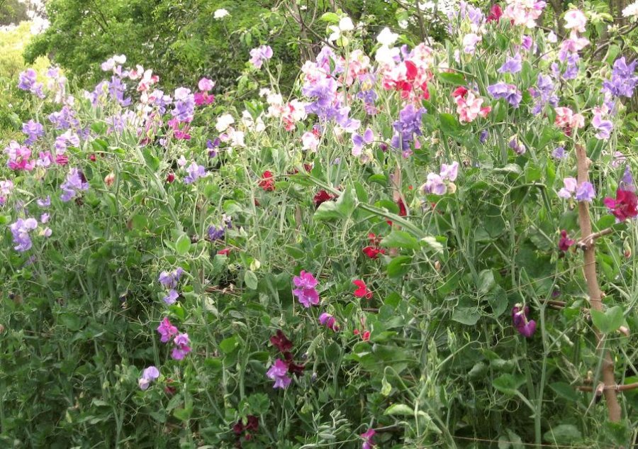 FOTO ENELJARDIN ARVEJILLAS./As&iacute; se ver&aacute;n en la primavera.