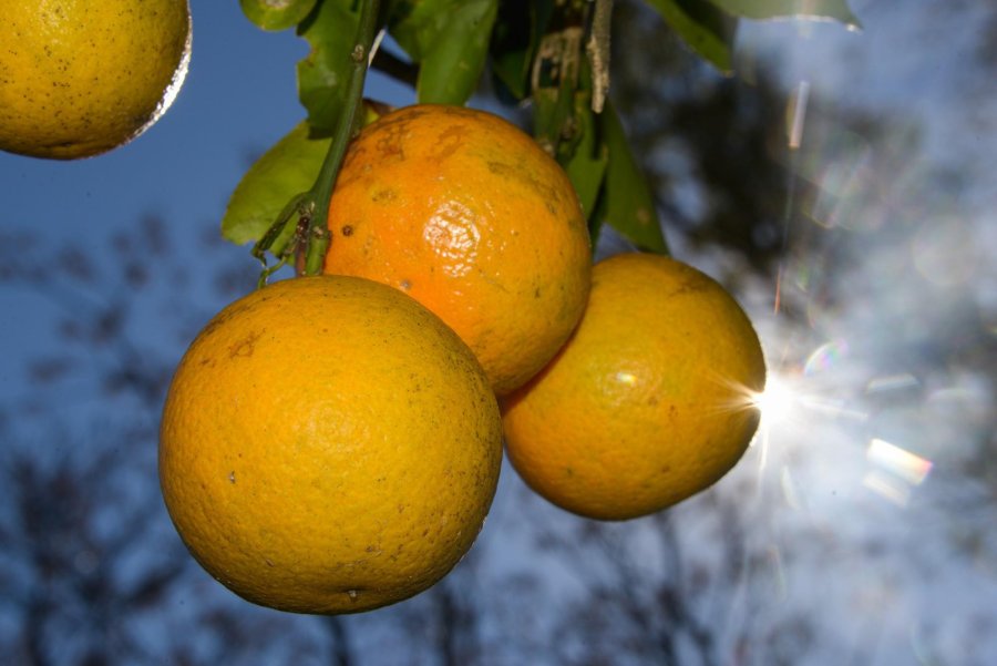FOTO MAI FRUTAS./ Solicitaron licencias de importaci&oacute;n.