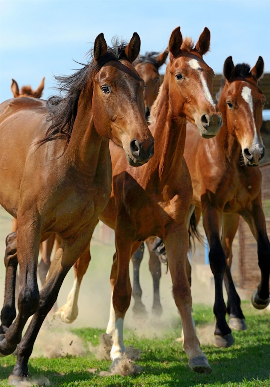 FOTO LA NACION CUATRERISMO./ El robo de caballos, un mal "end&eacute;mico".