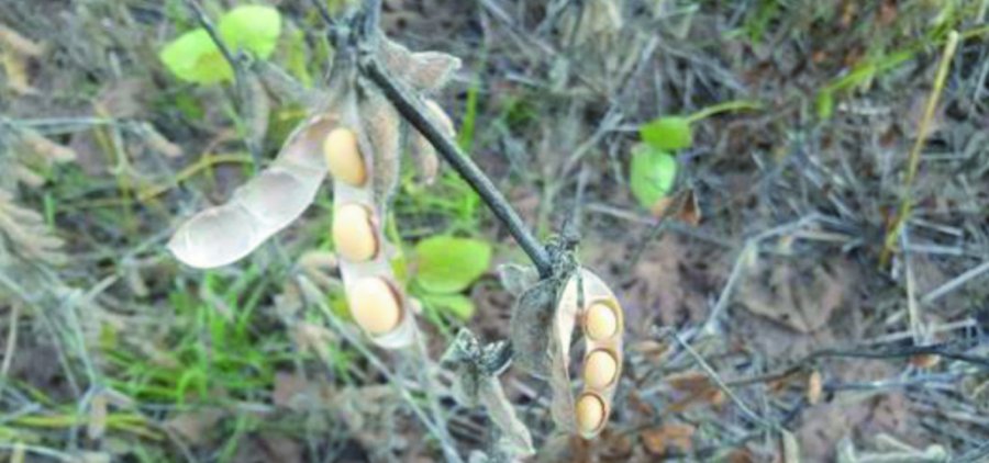 FOTO BCSF CASTELLANOS./ Lote de soja de 2&ordf;, sobre rastrojo de trigo, con buen estado del grano al comienzo del per&iacute;odo h&uacute;medo.
