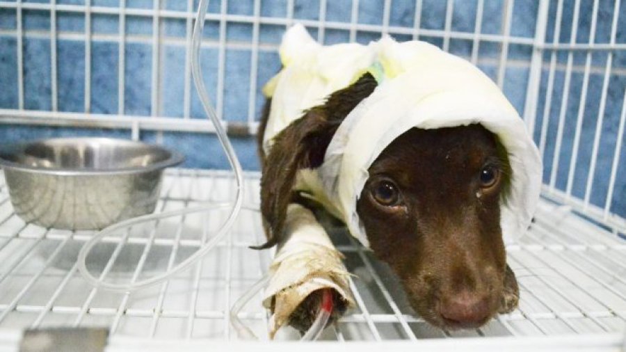 FOTO LA VOZ DE SAN JUSTO EL CACHORRO. El caso de "Chocolate" cobr&oacute; fama nacional.