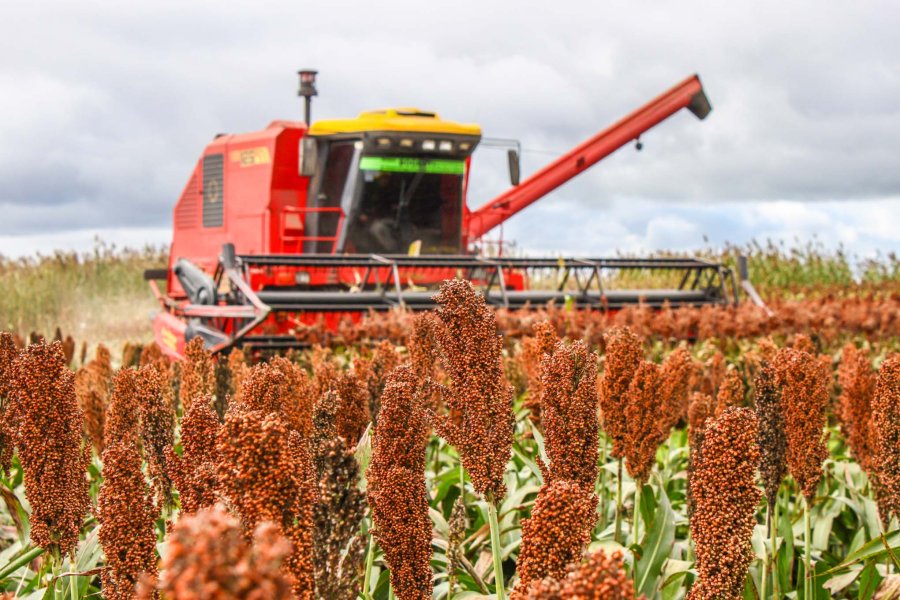 FOTO ARCHIVO SORGO. El proceso de trilla en la regi&oacute;n muestra un avance del 74%, seg&uacute;n el informe del SEA.