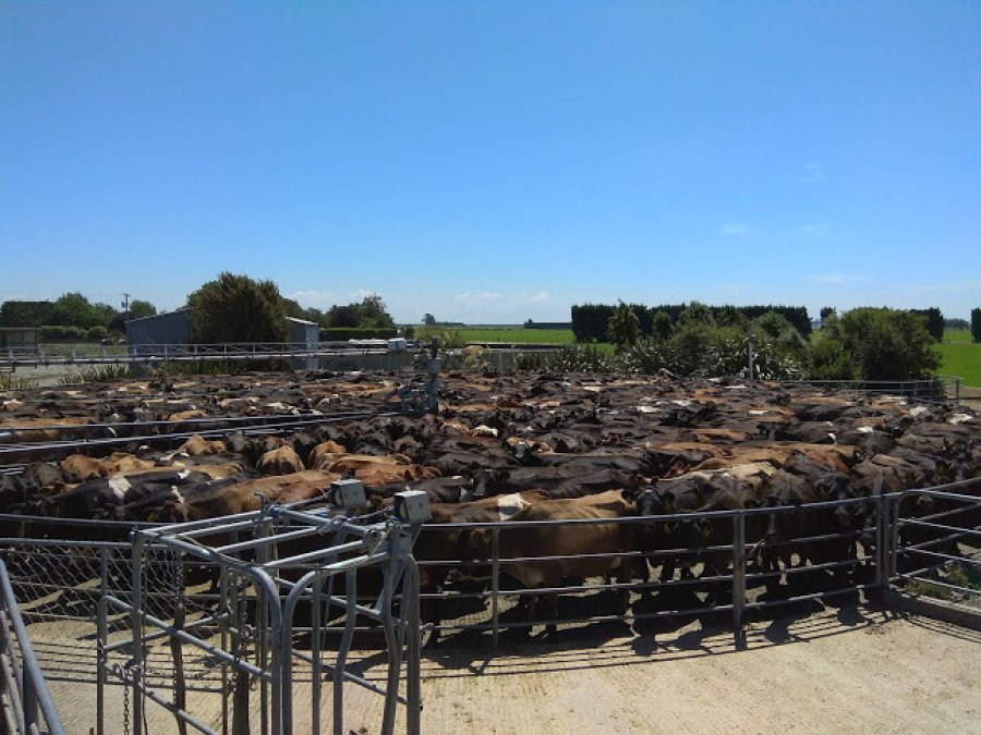 FOTOS MARCOS BONET ANIMALES PASTANDO./ Isla norte ubicada en la regi&oacute;n Bay of Plenty de Nueva Zelanda. CORRAL DE ESPERA./ Sistema automatizado en la zona de Canterbury. ROMPEVIENTOS./ Utilizaci&oacute;n de cortinas naturales contra la erosi&oacute;n e&oacute;lica.