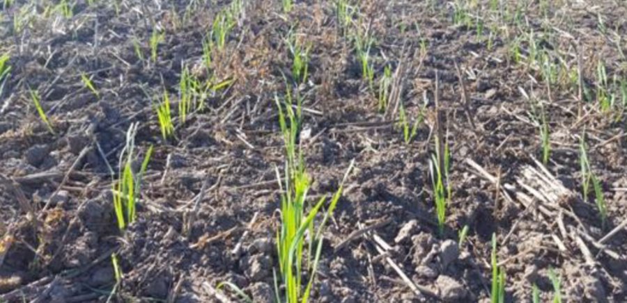 FOTO BOLSA DE COMERCIO LOTE DE TRIGO./ En pleno crecimiento y buena germinaci&oacute;n en el noroeste del departamento Castellanos.