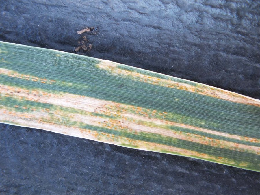 FOTO AJASPER ROYA AMARILLA./ Afect&oacute; casi 3 millones de hect&aacute;reas de trigo.