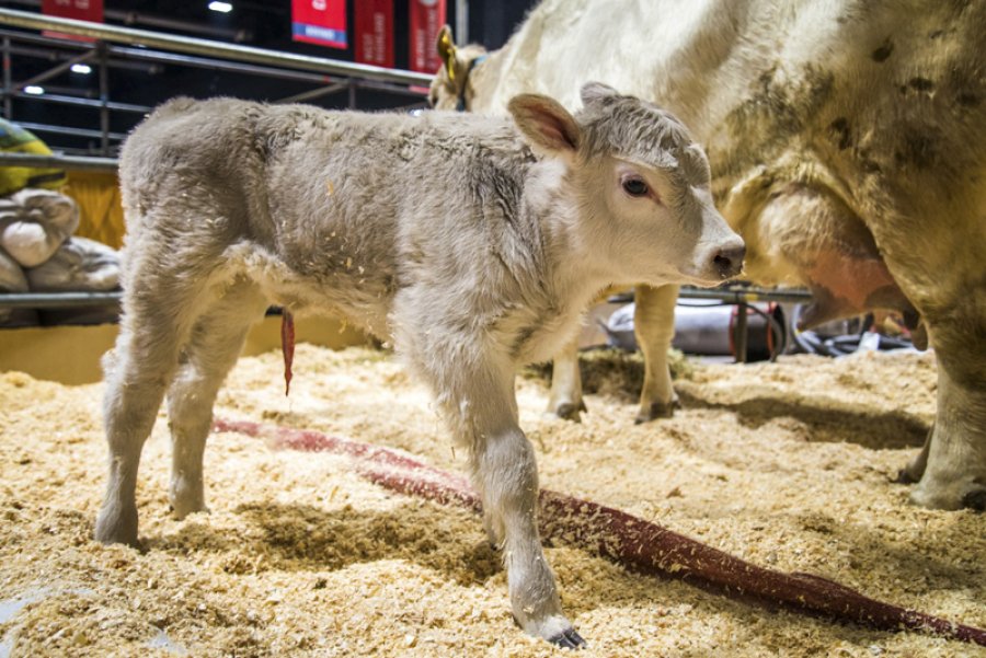 FOTO NA TERNERITA. Se llama Pituca y pes&oacute; 31 kilos al nacer.