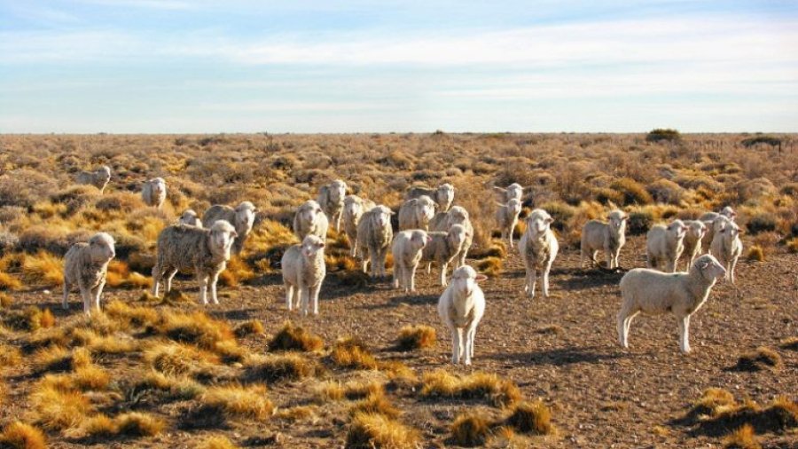 FOTO SLT-FAUBA OVEJAS./ El pisoteo del ganado puede degradar hasta en un 90% la costra biol&oacute;gica de esos suelos, seg&uacute;n un estudio.