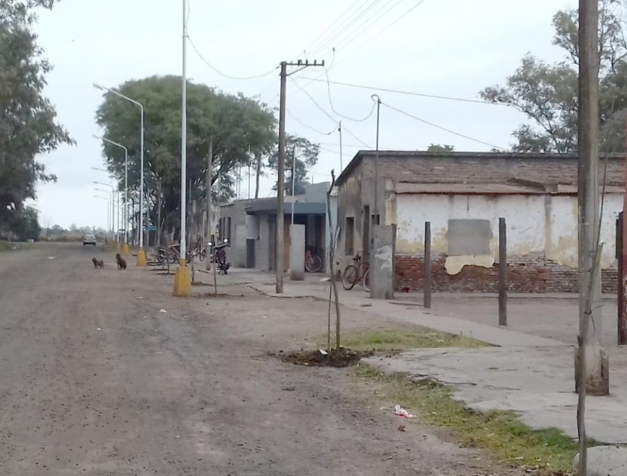 FOTO PRENSA MUNICIPALIDAD// PLANTACION./ Se lleva a cabo en toda la ciudad.