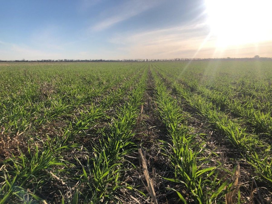 FOTO P. BOCCO PROGRESO. "Radiante el d&iacute;a, radiante el trigo tambi&eacute;n. Hermosa tarde en Presidente Roca", se&ntilde;al&oacute; un productor de la vecina localidad.