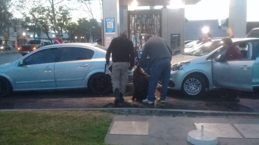 FOTO D. OLIVA CARGANDO NAFTA. Fue atropellada por quien ven&iacute;a detr&aacute;s.