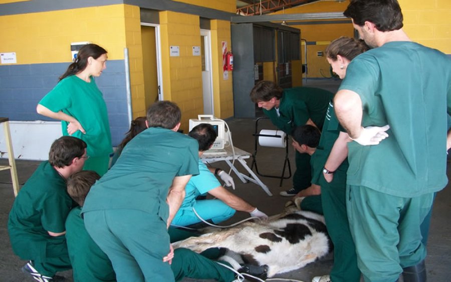 FOTO ARCHIVO VETERINARIOS. Hoy celebran su D&iacute;a en la Argentina.