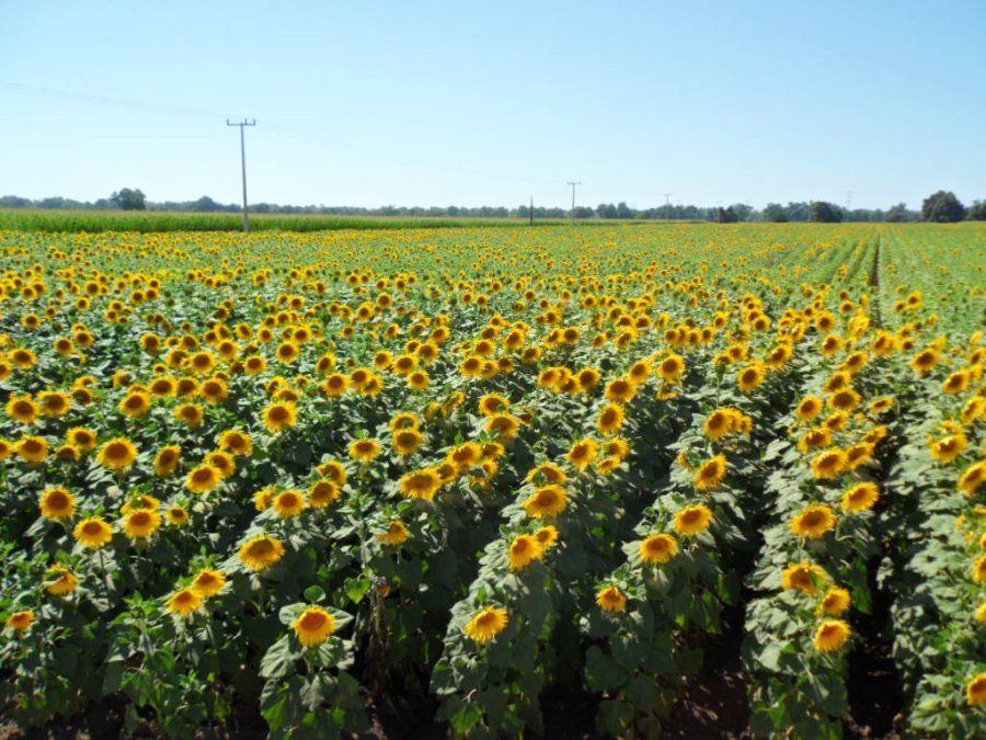 FOTO ARCHIVO GIRASOL./ Empez&oacute; a sembrarse en el norte de la provincia de Santa Fe.