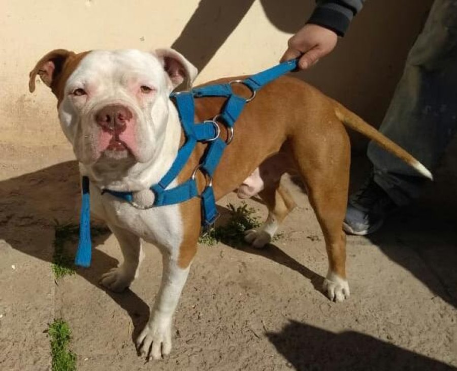 FOTO UR V TAMBIEN UN PITBULL. El perro de raza hab&iacute;a sido robado y se vend&iacute;a por Facebook.