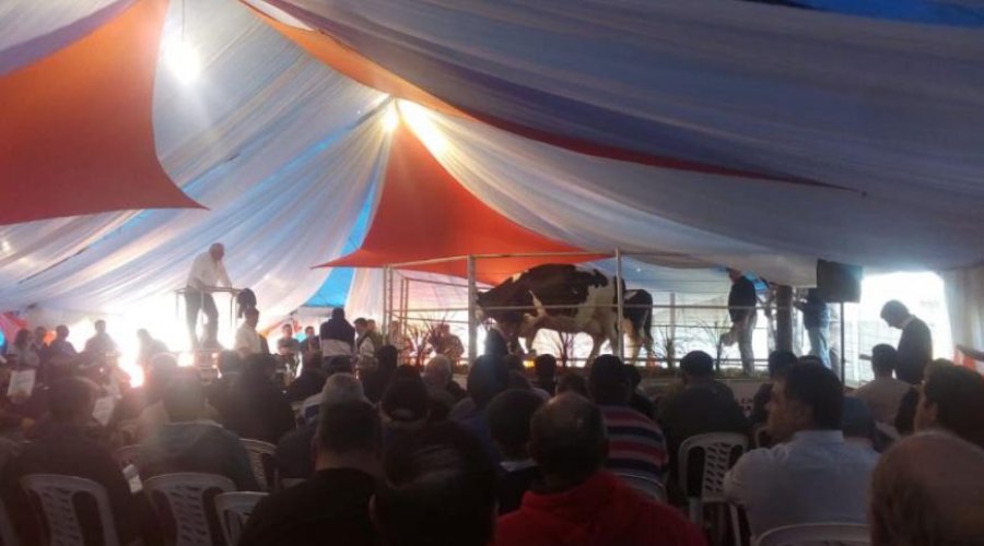 FOTO SRR RECORD NACIONAL./ Se vendi&oacute; un toro de La Lilia $ 185.000 en la Expo Rural de Rafaela 2018.