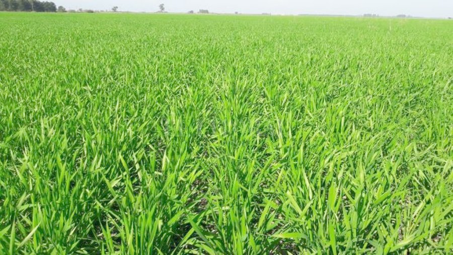FOTO SEA TRIGO./ Con buena germinaci&oacute;n en pleno proceso de crecimiento en el centro del departamento Castellanos.