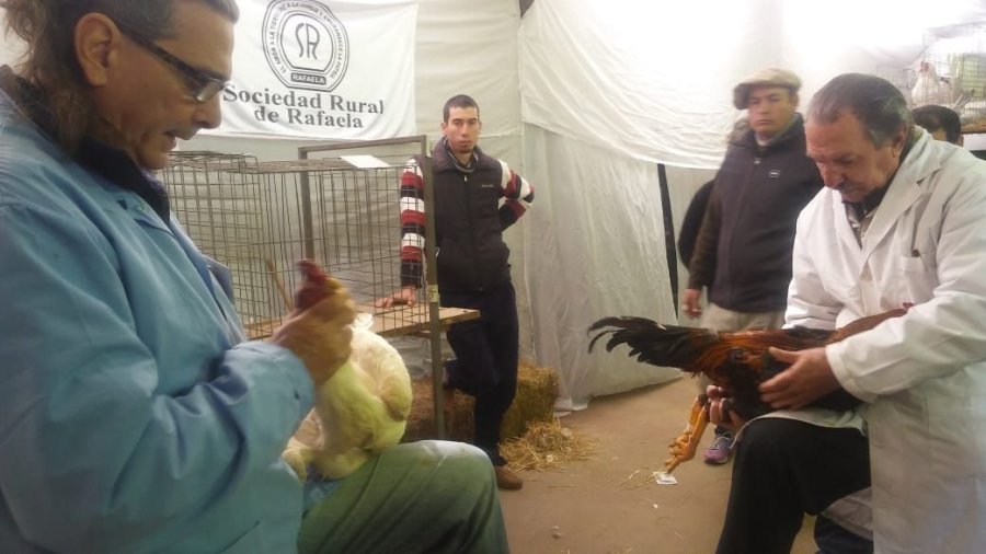 FOTO SRR ANIMALES DE GRANJA./ Otra de las atracciones que hubo en la exposici&oacute;n rafaelina.