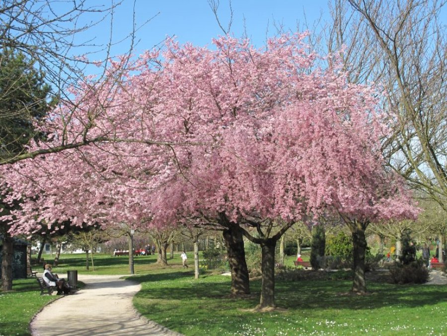 FOTO JARDINERIAON.COM PRUNUS./ G&eacute;nero bot&aacute;nico que agrupa especies frutales y ornamentales.