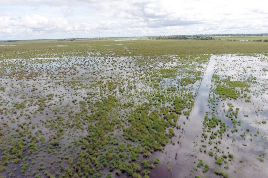FOTO EL LITORAL INUNDACI&Oacute;N./ Las p&eacute;rdidas son millonarias en agricultura y ganader&iacute;a.
