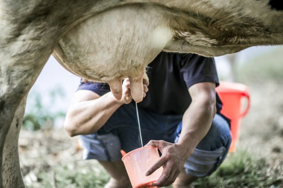 FOTO ARCHIVO// ORDE&Ntilde;ANDO A MANO./ La manera artesanal de obtener el alimento fluido.