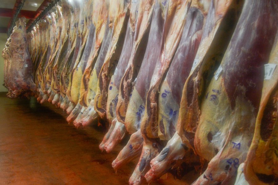 FOTO AGROINDUSTRIA MEDIDA./ Intimaron a operadores de faena para que regularicen su situaci&oacute;n.