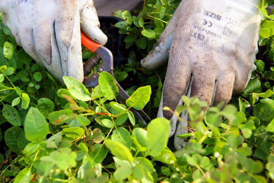 FOTO LAGACETA A TRABAJAR./ Podar las ramas secas de los &aacute;rboles viejos y caducos.