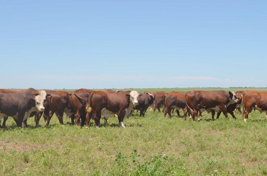 PRODUCCION DE CARNE. Se realiz&oacute; una trabajo de evaluaci&oacute;n a partir del Macho Entero Joven.