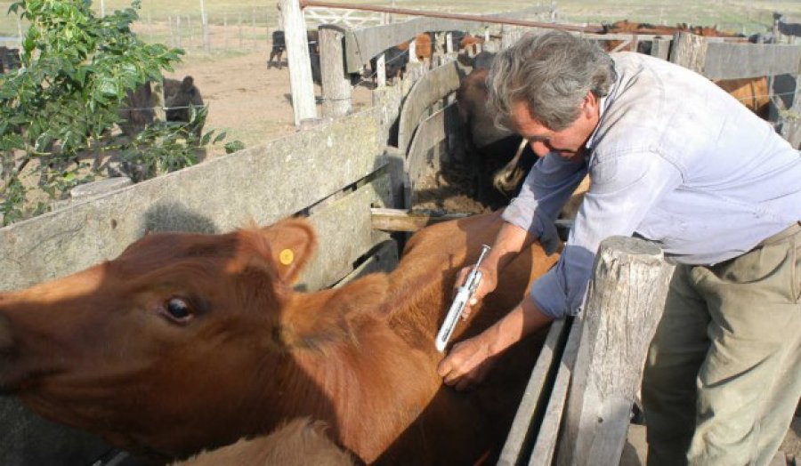 FOTO ARCHIVO ANTIAFTOSA. Comenzar&aacute; la primera campa&ntilde;a de vacunaci&oacute;n de animales.