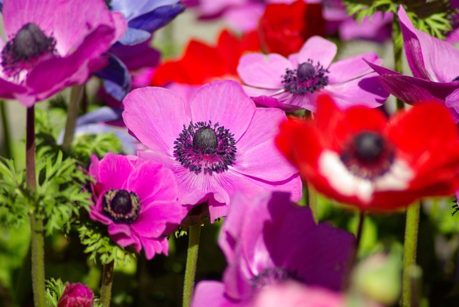 Flores Frescas