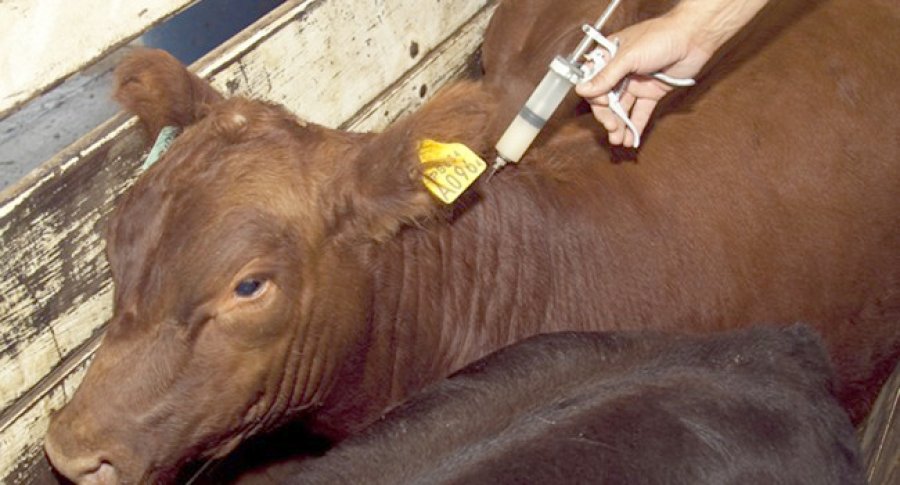 FOTO ARCHIVO MEDICO VETERINARIO. Una nueva legislaci&oacute;n jerarquiza su labor. tarea