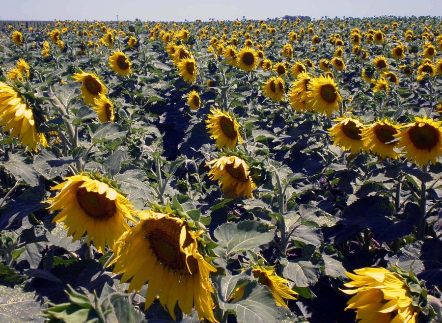 FOTO NA GIRASOL. La cosecha 2018-2019 se estima en cuatro millones de toneladas.