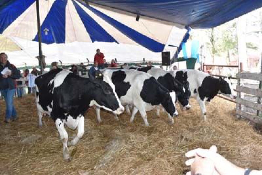 FOTO ARCHIVO VAQUILLONAS. Comenz&oacute; el recupero de precio, y se acerca a su valor hist&oacute;rico de 5.000 litros de leche.
