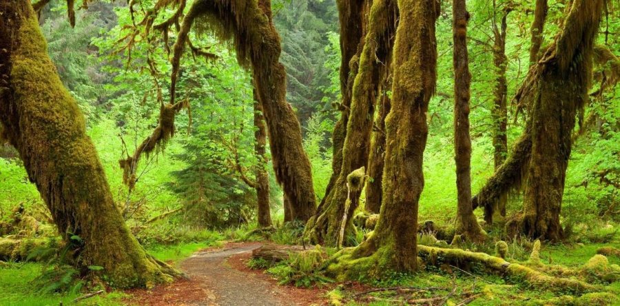 21/3 - #D&Iacute;ADELBOSQUE./La importancia de la Educaci&oacute;n Forestal para enfrentar los desaf&iacute;os del cambio clim&aacute;tico