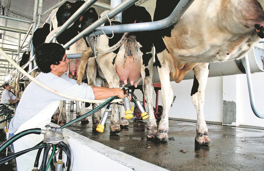 FOTO ARCHIVO PRODUCCION DE LECHE. El acumulado de los dos primeros meses de 2019 arrastra una ca&iacute;da del 8,5% respecto a 2018.