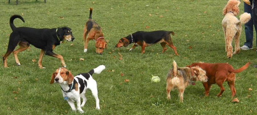 FOTO CP// CASTRACION MASIVA./ Se llevar&aacute; a cabo ma&ntilde;ana y es para felinos y caninos.