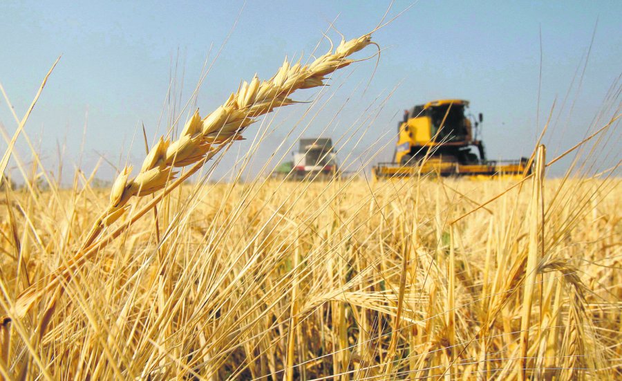 FOTO ARCHIVO TRIGO. Para la campa&ntilde;a de trigo 2019/20, se espera otra cifra r&eacute;cord de producci&oacute;n.